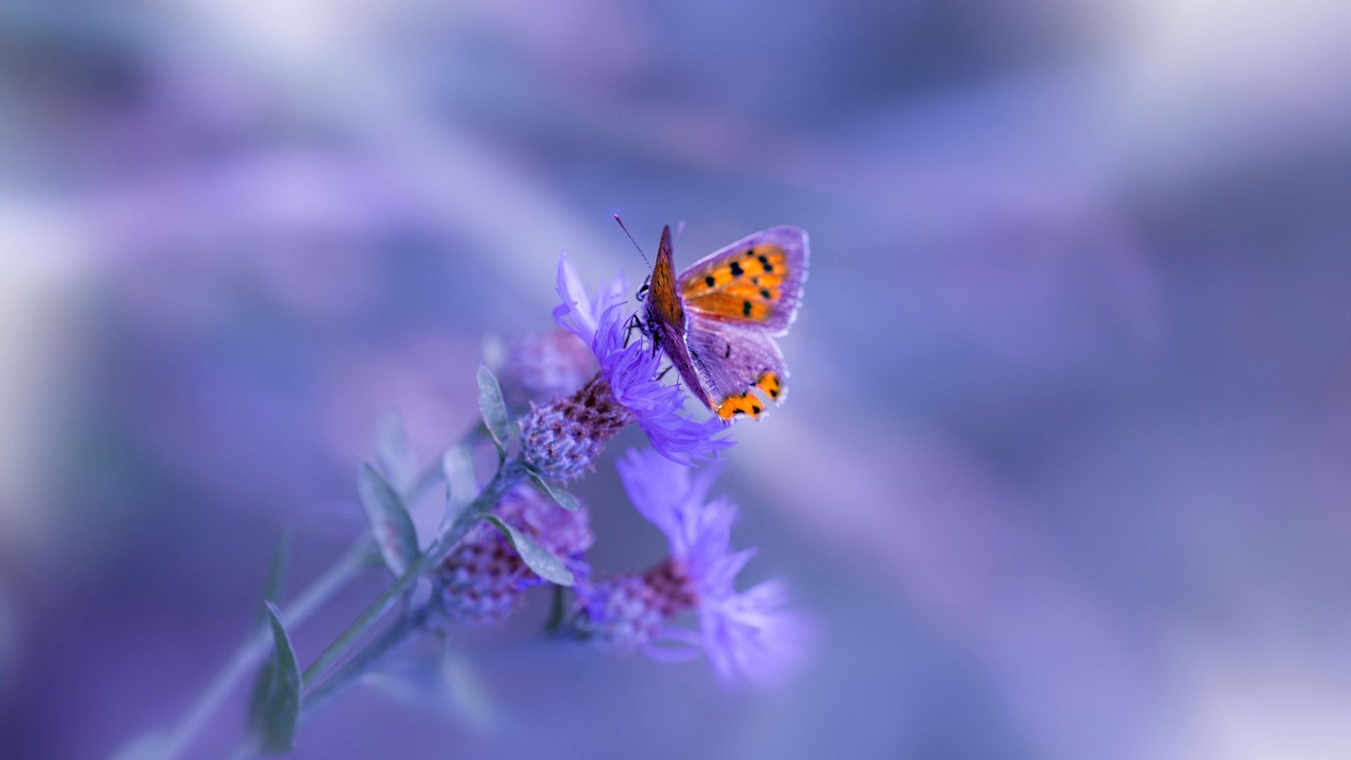 史上最激烈的“季后赛火拼”,哪场对决最令人振奋?,季后赛抢七大战排行