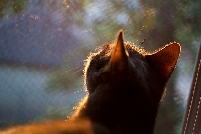 kaiyun体育综合-《Dota 2国际赛，传奇战队再度问鼎巅峰》，dota传奇比赛